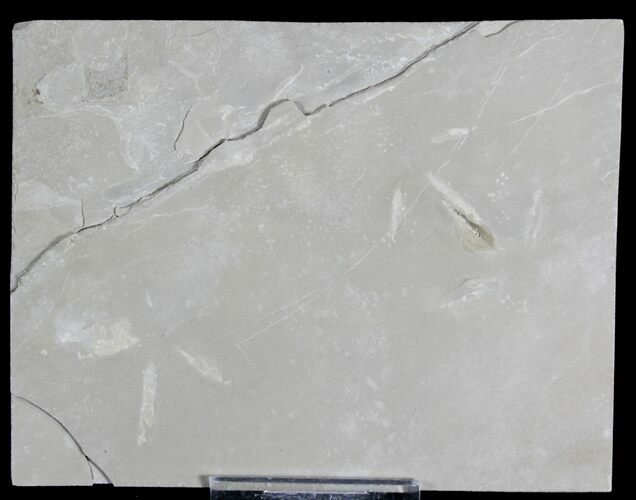Eocene Age Fossil Bird Tracks - Green River Formation, Utah #28757